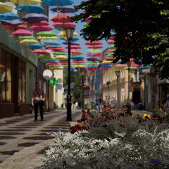 CITY LANDSCAPE - A green plant on the walking passage under colorful umbrellas   © Wojciech Wrzesień