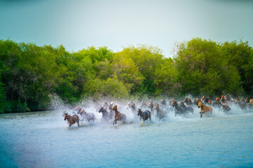 Heavenly horses galloping, the famous show in Zhaosu Wetland Park, Zhaosu county, Ili Kazakh...