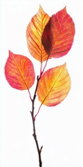 Obraz premium Autumn leaves of vibrant orange and yellow on a thin branch
