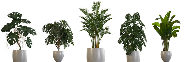 Collection of interior plants in pots 3d render isolated png on a transparent background perfectly cutout