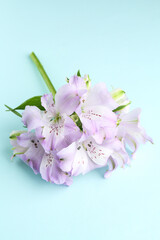 Naklejka premium Beautiful alstroemeria flowers on light blue background