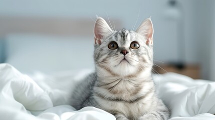 Adorable gray tabby kitten with big eyes lying on white bed, looking up curiously. Perfect for pet and cat-themed designs.