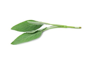 Fototapeta premium Leaves of fresh sage isolated on white, top view