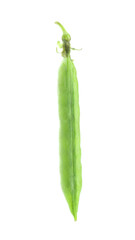 One green fresh pea pod isolated on white