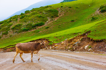 yellow free-range grass-fed cow crossing dirt road in the mountain hills at rainy summer day in Kyrgyzstan
