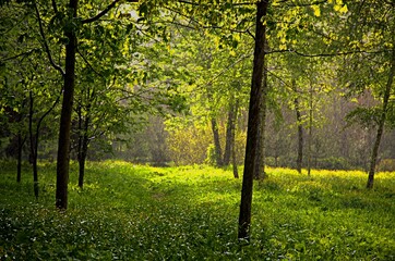 Fototapeta premium Forest