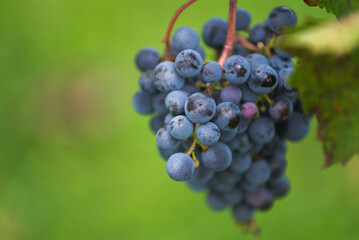 Blue vine grapes in the vineyard. Cabernet Franc grapes for making red wine in the harvesting.