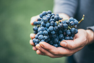 Fresh blue vine grapes in hand. Harvest in the vineyard.