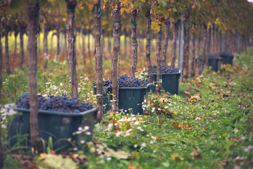 Crates of grapes during the picking in the vineyard