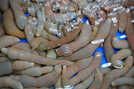 Close-up of live Spoon Worms in water for sale at a fish market of Ganggu-ri near Yeongdeok-gun, South Korea 