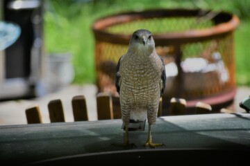 bird of prey