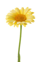Naklejka premium Beautiful calendula on white background. Wild flower