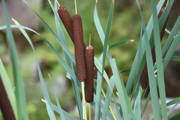 Typha angustifolia. Close up of cattail, water plant.