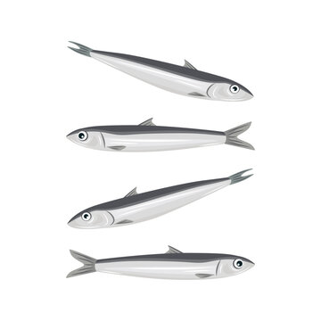 Fresh anchovies vector. Korean Namhae anchovy.