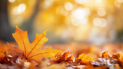Złociste liście klonu leżące na ziemi, z rozmytym efektem bokeh w tle.