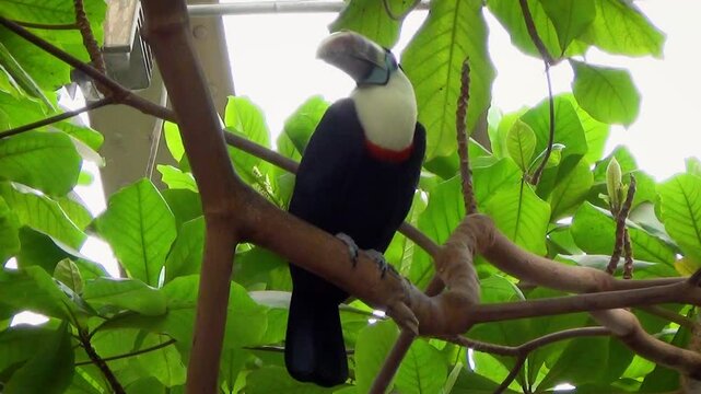 White-throated toucan (Ramphastos tucanus) on a tree in a tropical house