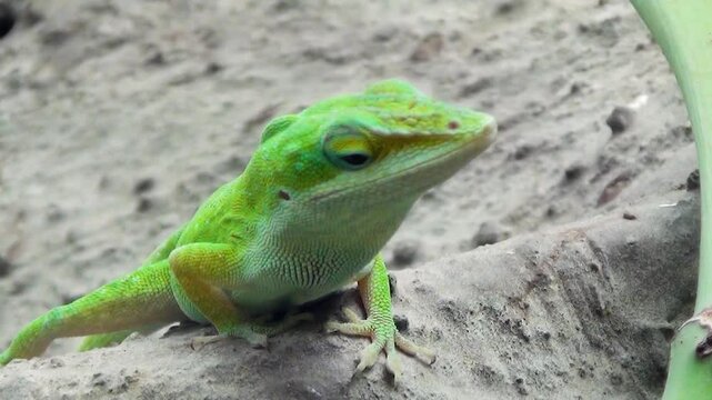 Green anole (Anolis carolinensis) looking around, resting