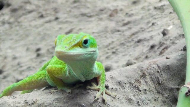 Green anole (Anolis carolinensis) looking around, resting