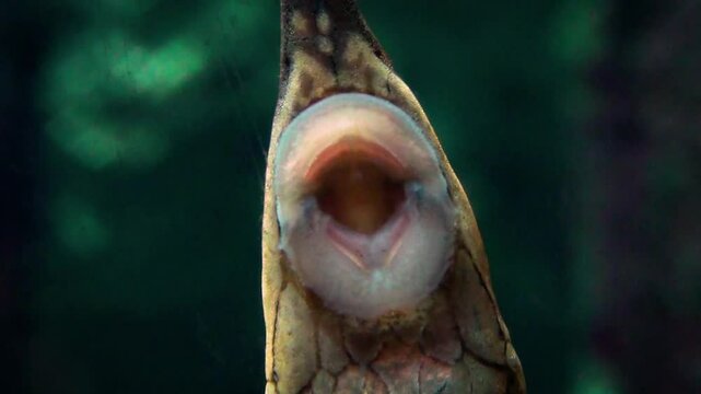 The mouth of a Pinocchio whiptail catfish (Hemiodontichthys acipenserinus), a species of suckermouth loricariid catfish, close-up