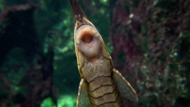 Pinocchio whiptail catfish (Hemiodontichthys acipenserinus), a species of suckermouth loricariid catfish