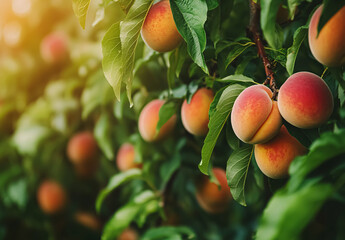 A sun-kissed apricot gently ripening on the branch, showcasing warm tones and a soft, velvety surface. Its delicate appearance reflects the sweetness of summer and the calm beauty of nature.