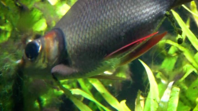 Kissing prochilodus (Semaprochilodus insignis) eating Java moss and defecating