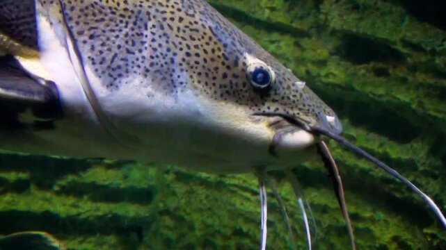 Large redtail catfish (Phractocephalus hemioliopterus) swimming, close-up of the head