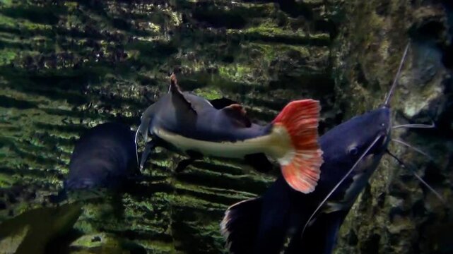 Two large redtail catfish (Phractocephalus hemioliopterus) swimming with arapaimas (Arapaima gigas)