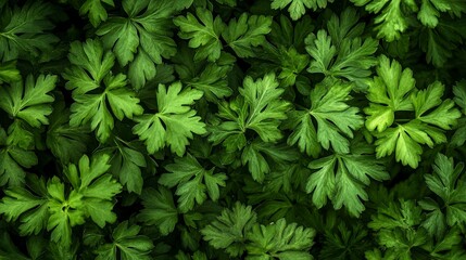 Background from growing parsley background, close-up. 
