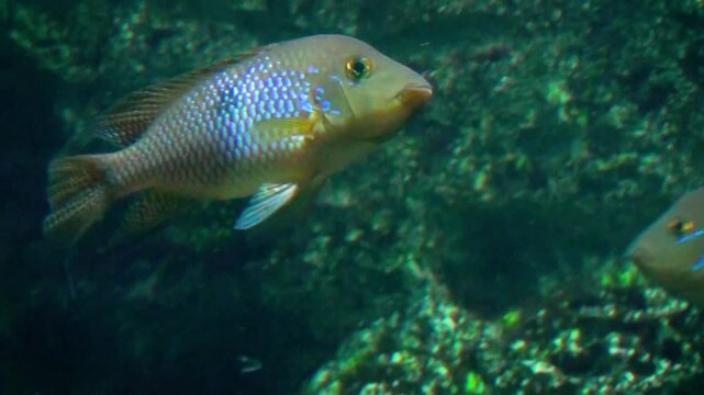 Pearl cichlid (Geophagus brasiliensis)