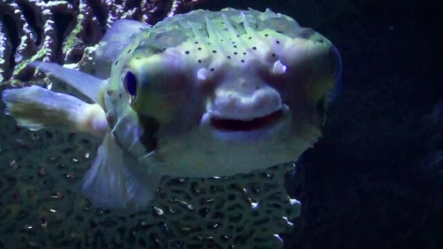 A large long-spine porcupinefish (Diodon holocanthus) swimming around with other reef fish