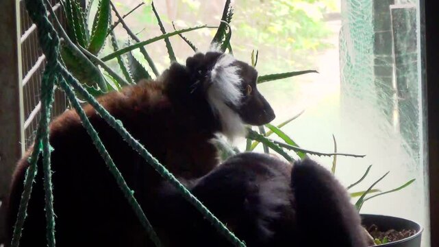 Black lemur (Eulemur macaco) female and male in a tropical house