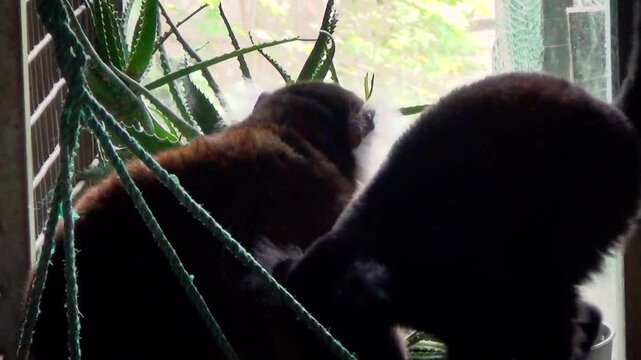 Black lemur (Eulemur macaco) female and male in a tropical house