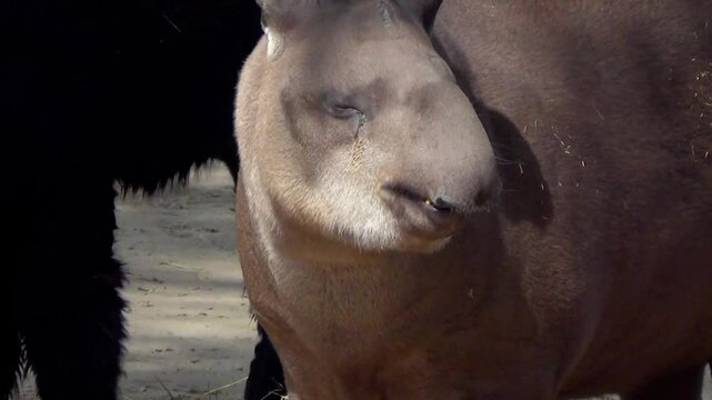 South American tapir (Tapirus terrestris) eating in captivity