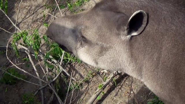 South American tapir (Tapirus terrestris) eating in captivity, close-up