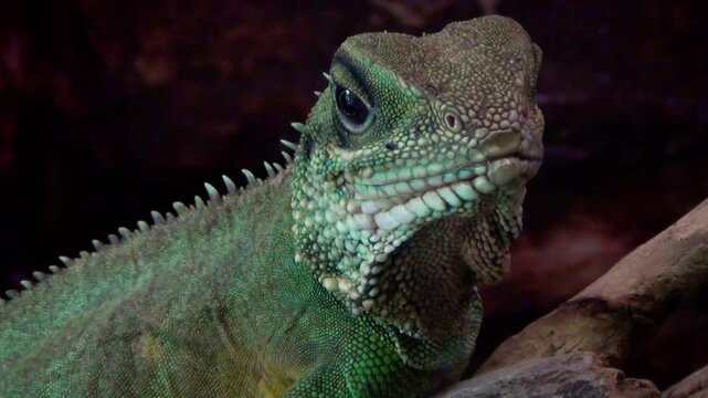 Chinese water dragon (Physignathus cocincinus) in a dark environment, close-up