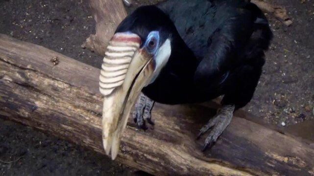 Blyth's hornbill (Rhyticeros plicatus) visited by a zookeeper in captivity