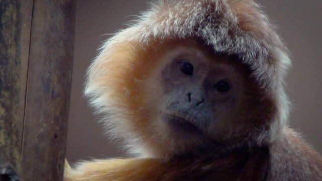 Female East Javan langur (Trachypithecus auratus) head close-up in captivity