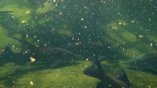 Various freshwater fish species in a pond underwater: American paddlefish (Polyodon spathula), grass carp (Ctenopharyngodon idella), Siberian sturgeon (Acipenser baerii), tench (Tinca tinca)