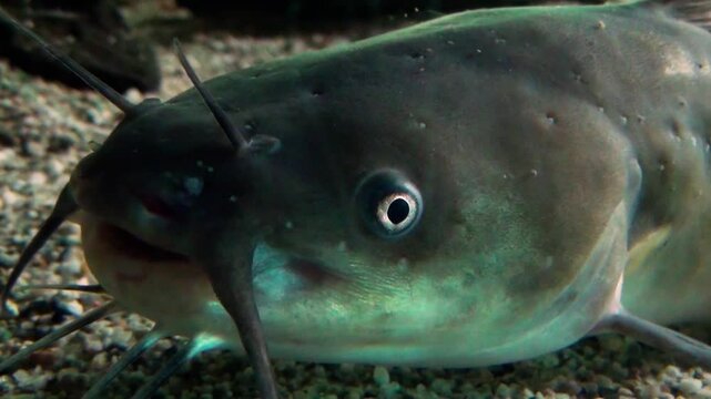 Black bullhead (Ameiurus melas) catfish head close-up