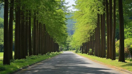 Fototapeta premium Leafy Escape: The serene metasequoia tree-lined road in Damyang, Korea, providing a peaceful escape amidst lush green trees.