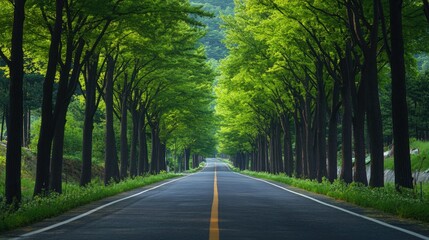 Fototapeta premium Leafy Retreat: The serene and beautiful metasequoia-lined road in Damyang, Korea, where the lush canopy provides a peaceful retreat.