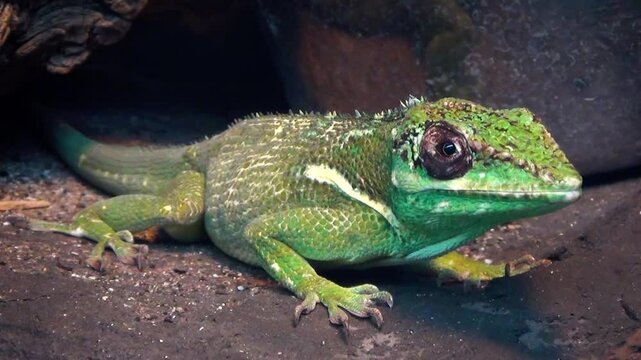 Beautiful large male knight anole (Anolis equestris)