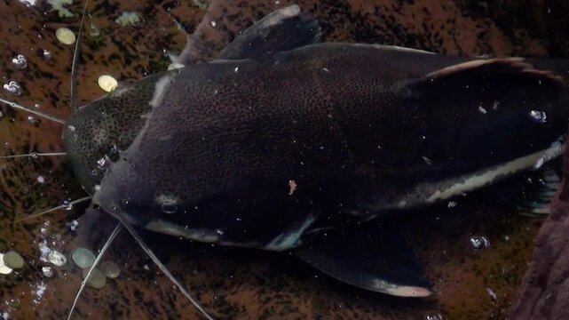 Large Amazonian redtail catfish (Phractocephalus hemioliopterus) in an indoor pond