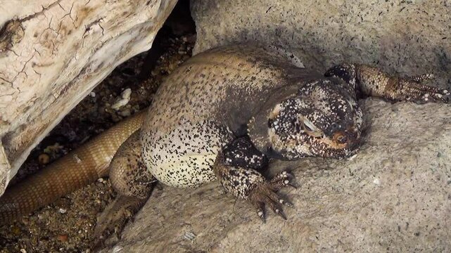 Common chuckwalla (Sauromalus ater) sunbathing in a desert environment