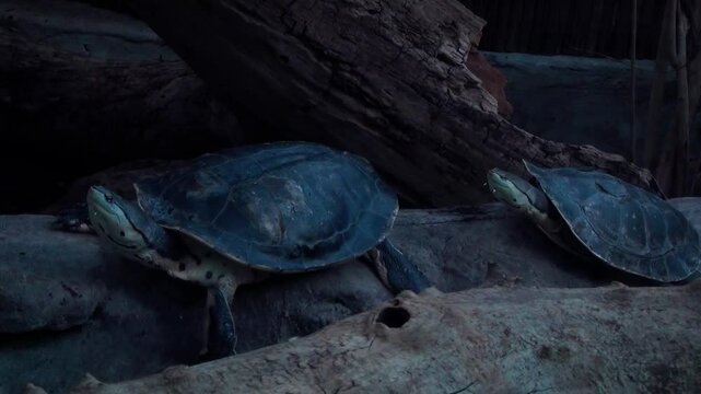 Hilaire&rsquo;s side-necked turtles (Phrynops hilarii) basking near water, shady and sunny light conditions