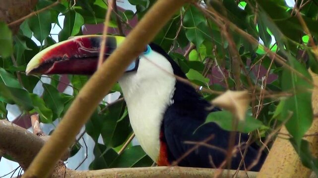 White-throated toucan (Ramphastos tucanus) on a tree in a tropical house