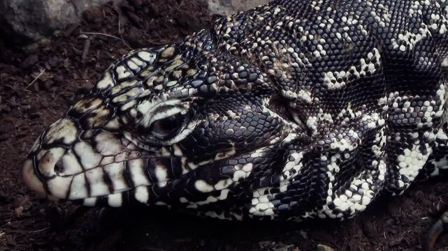 Argentine black and white tegu (Salvator merianae), close-up
