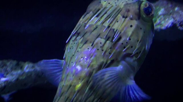 A large long-spine porcupinefish (Diodon holocanthus) swimming around with other reef fish