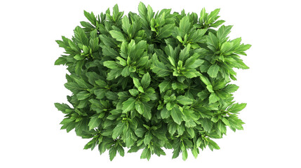 Obraz premium Lush green foliage creating a vibrant and natural design element for various applications including backgrounds and landscaping.